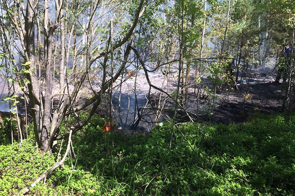 В лесах сохраняется высокая пожарная опасность Фото: ГУ МЧС России по Тверской области
