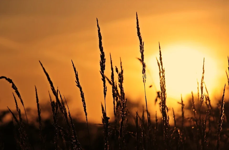 Фото: pixabay.com