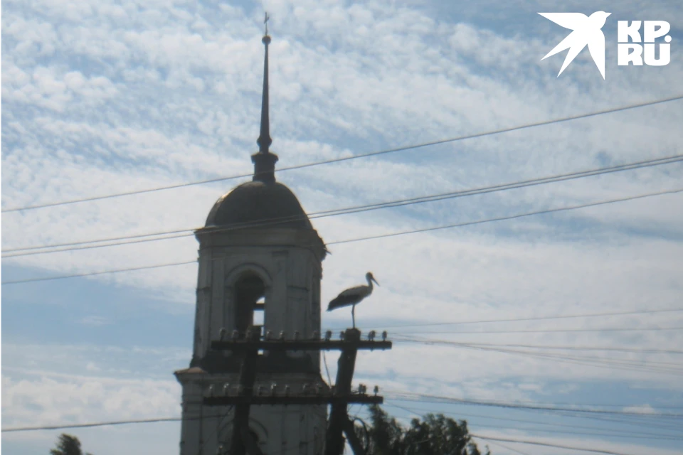 Аист - символ родины и благополучия. Фото: Ольга ИВАНОВА