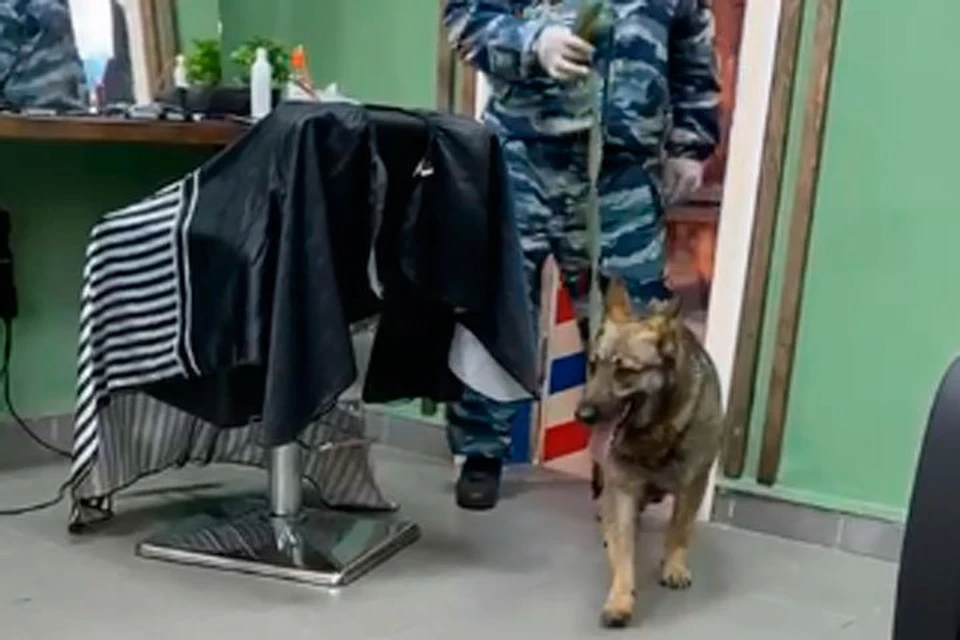 Помещения обследовали кинологи.