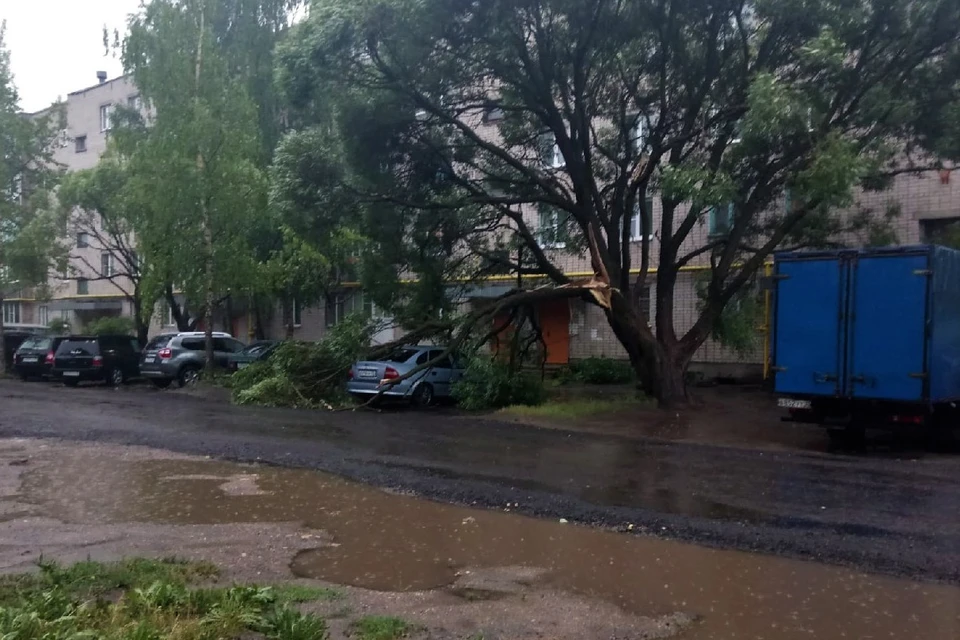 В результате шторма повалило много деревьев, в том числе и на провода. Вологда, Лукьяново