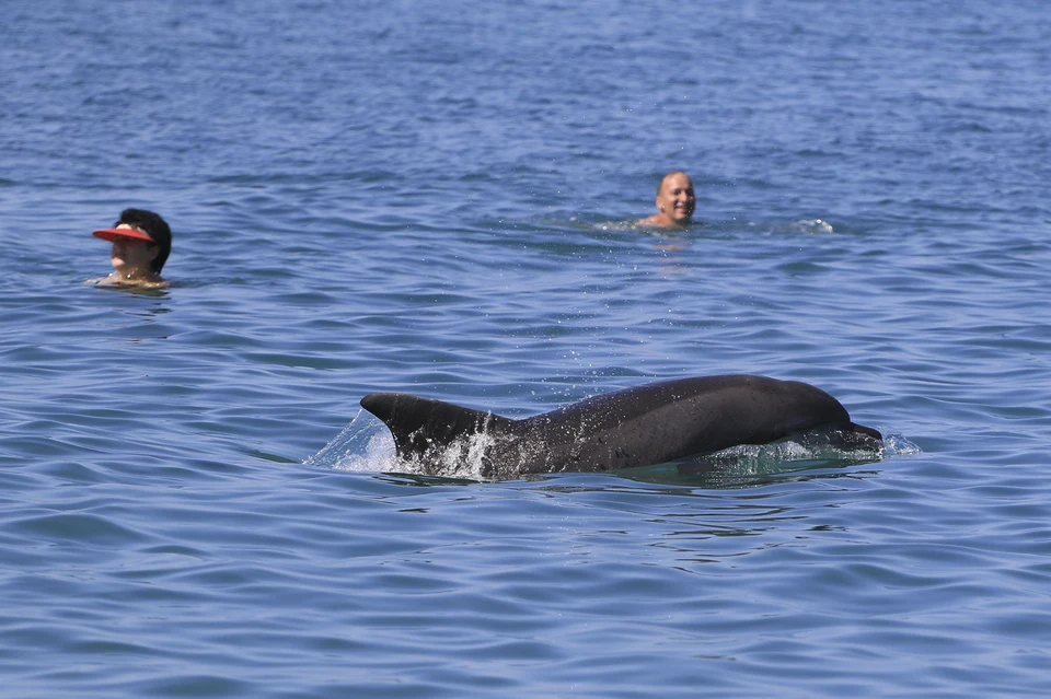 Появление дельфинов в Балтийском море – явление необычное, но вовсе не уникальное.