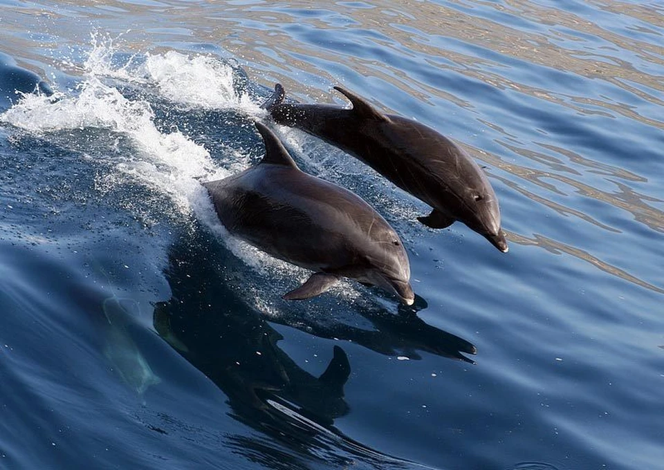 Дельфины живут в море. Дельфин-Афалина. Дельфин Афалина Черноморская. Дельфин Афалина в черном море. Дельфин Афалина Черноморская чёрный.