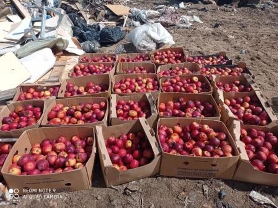 Купить яблоки красноярск. 4 Тонны яблок. Красноярске яблоко. Площадь Абхазии выложена на 400 тонн яблок.