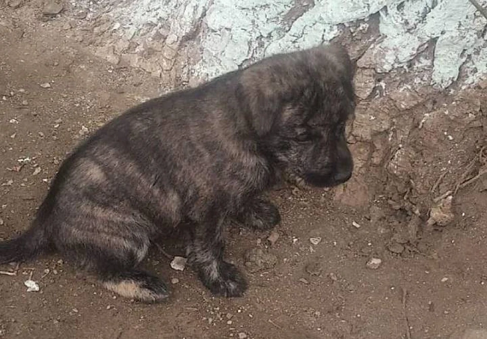 Выжить смог лишь один щенок. Фото: официальная группа приюта "Святобор" в социальных сетях