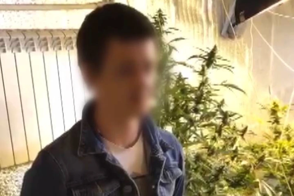 Мужчина развернул теплицы прямо у себя во дворе. Фото: пресс-служба ГУ МВД по Ростовской области