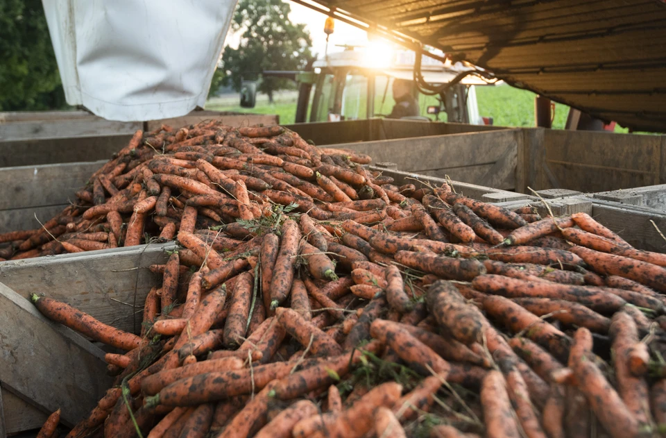 Цены на морковь в Башкирии продолжают расти