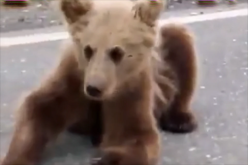 Фото: скриншот с видео. Один из медвежат.