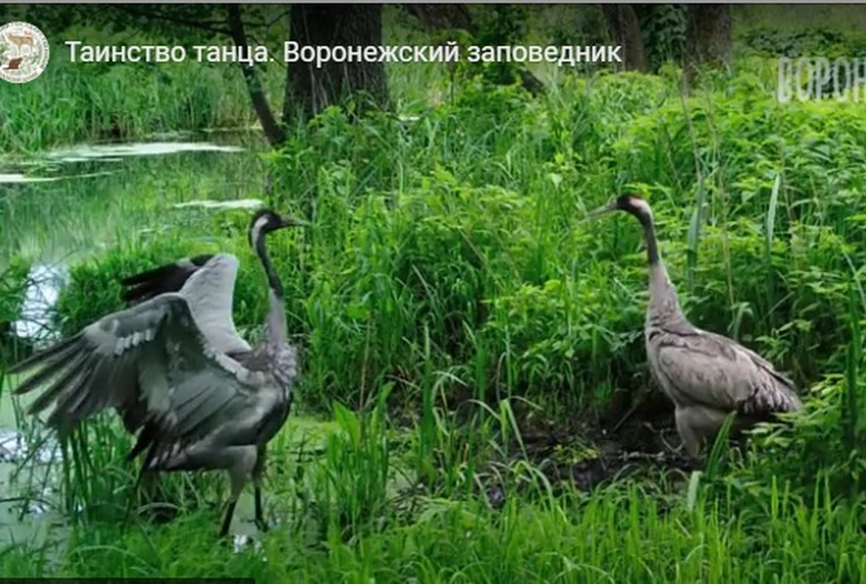 Кадр из видео с сайта Воронежского заповедника