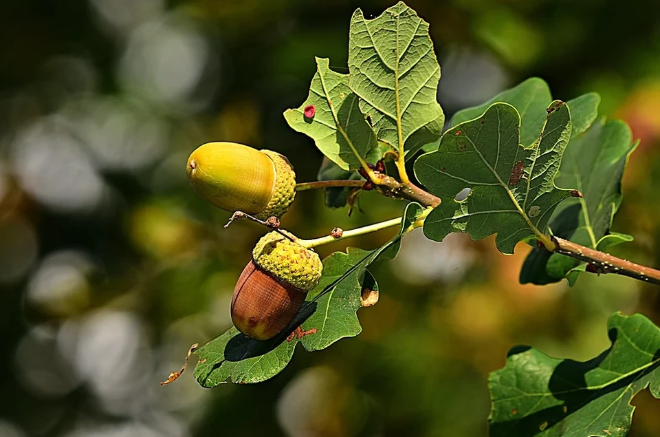 Фото: pixabay.com