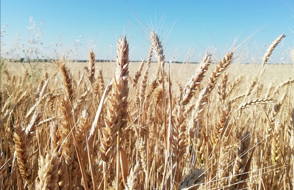 В Орловской области выявили почти 1500 тонн зерна, задекларированных в фантомных лабораториях