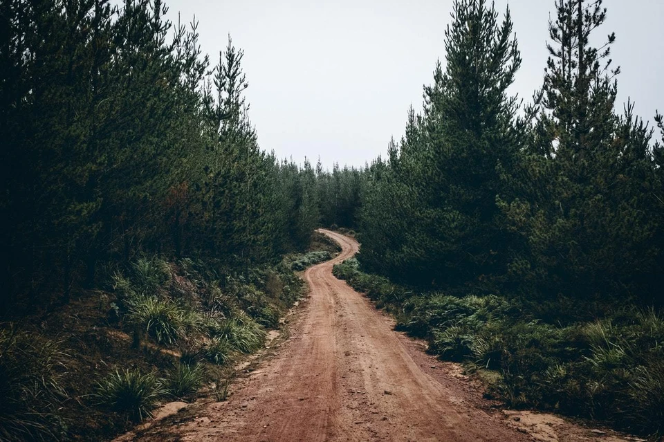 Фото: pexels.com