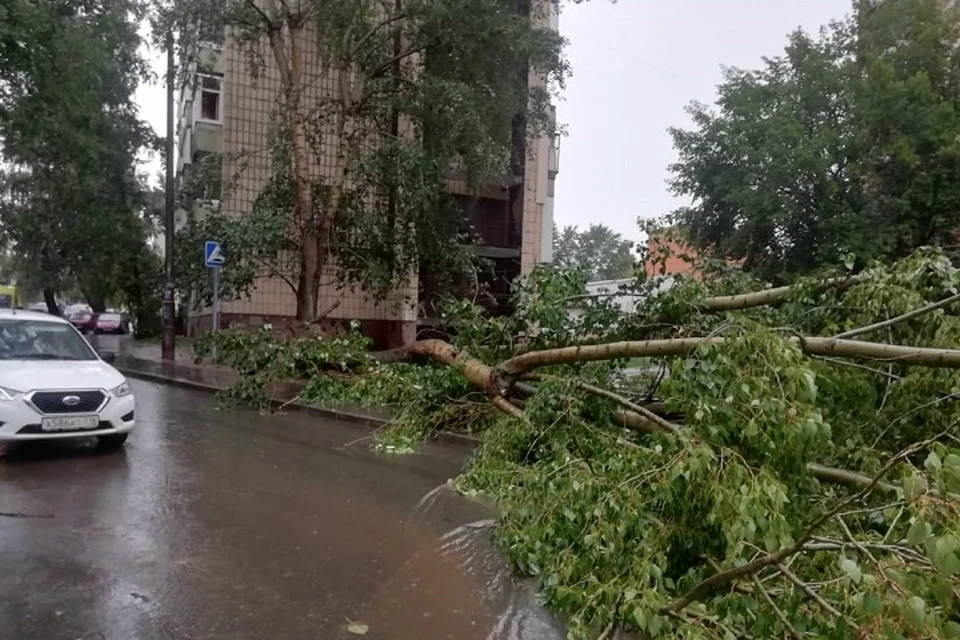 На улице Максимова дерево упало на двух женщин и одного ребенка.