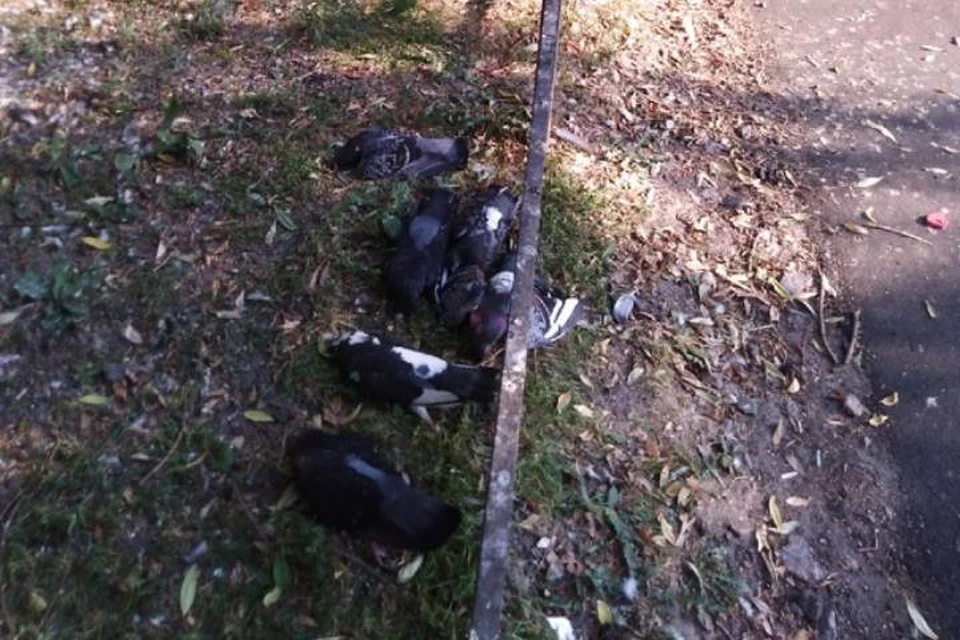 Петербуржцы рассказали о массовой гибели птиц в городе