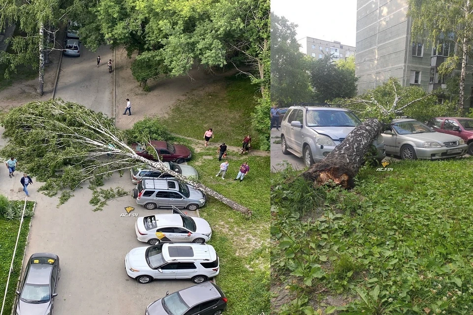 В Новосибирске сильный ветер повалил деревья на припаркованные машины. Фото: "АСТ-54".