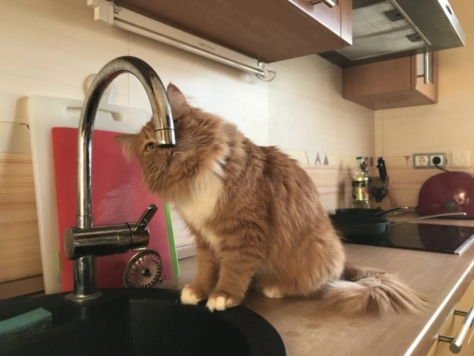 - А мне водички нальете?