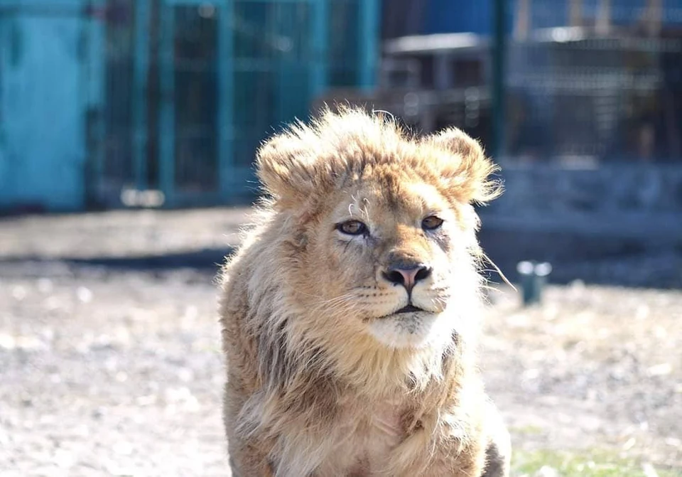 Сейчас львенку по имени Симба два года. Он живет в семье заботливого зоозащитника и ветврача в Чебоксарах. Фото: Инстаграм ветврача Карена Даллакяна