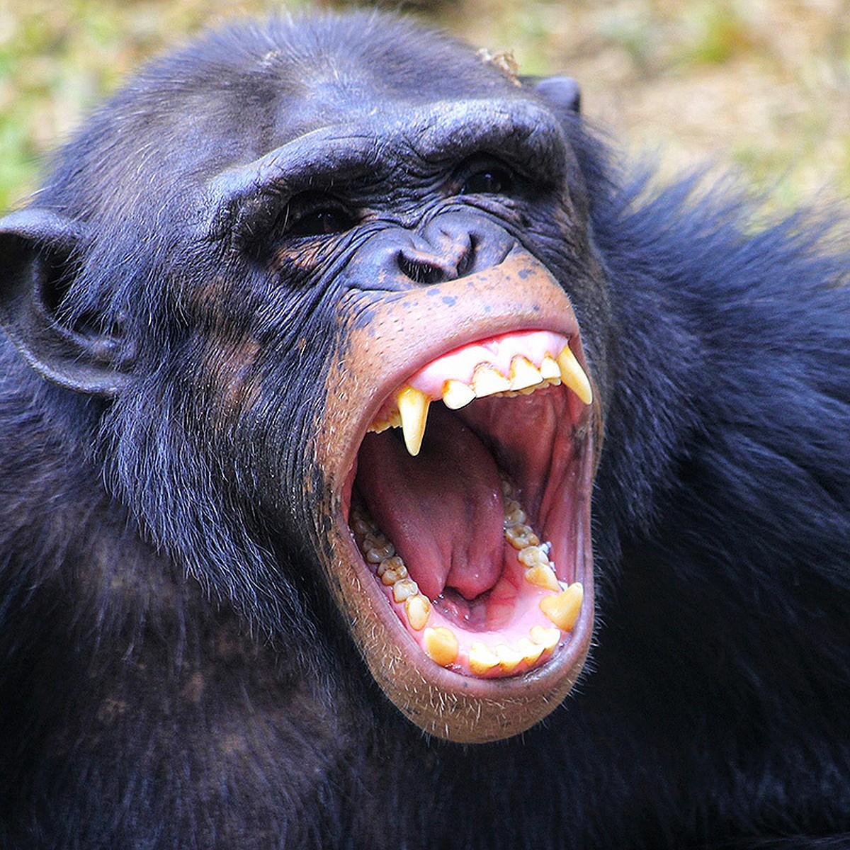 Война миров: Шимпанзе начали убивать горилл - KP.RU