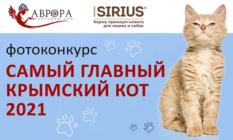 «Комсомолка» запускает фотоконкурс «Самый главный крымский кот 2021»