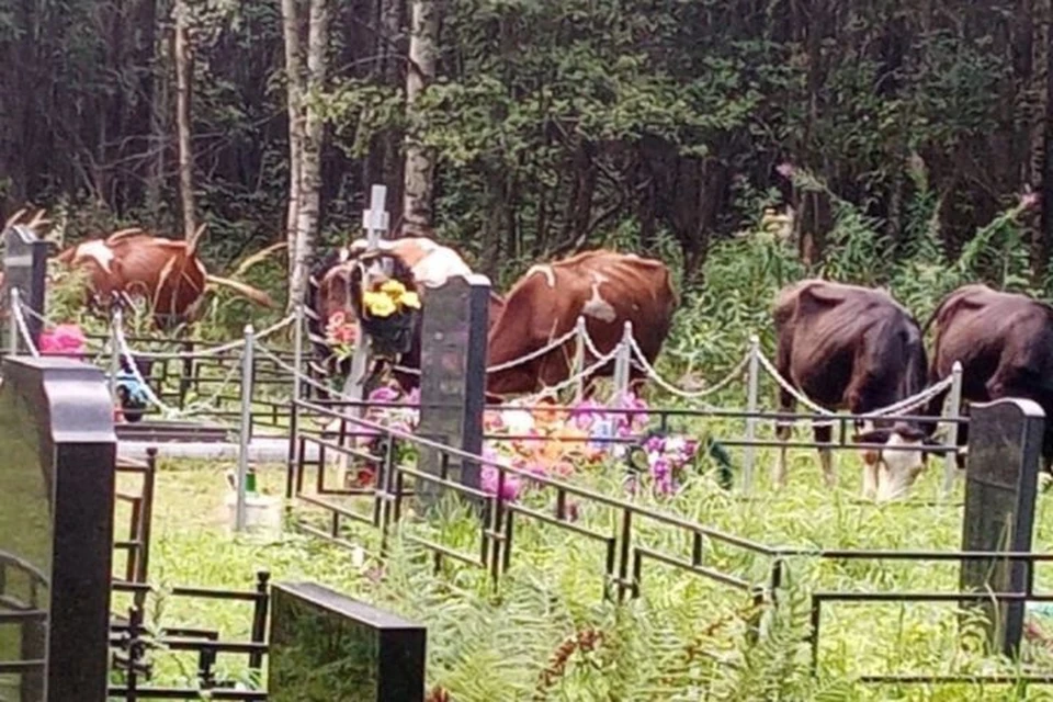 В Рыбинске коровы пасутся на кладбище. ФОТО: группа "Подслушано в Рыбинске" ВКонтакте