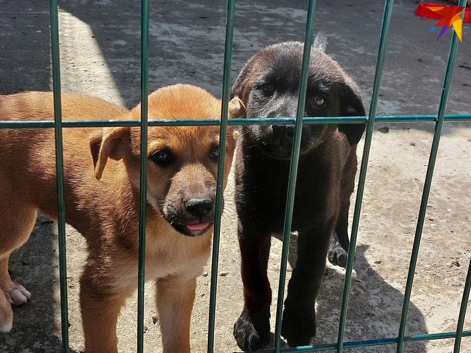 Щенки отравленных собак нашли новый дом