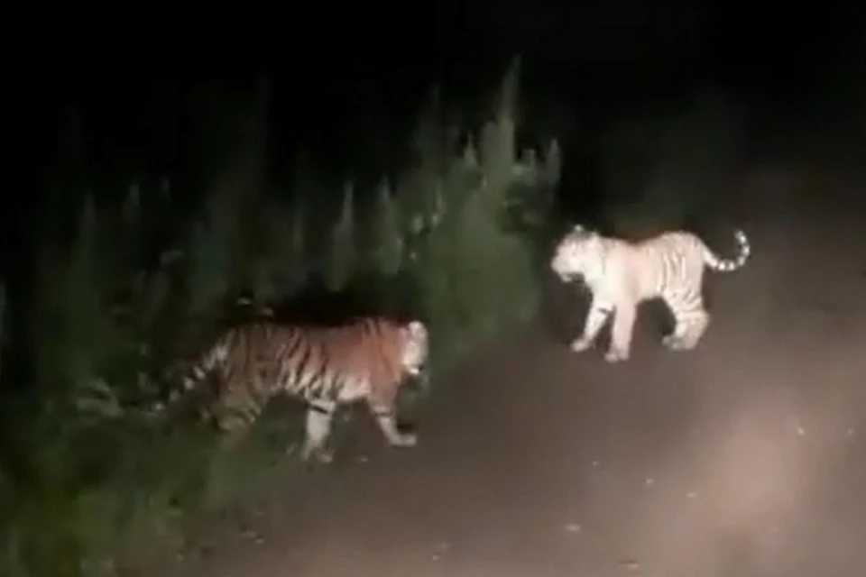 Охотнадзор уже посетил место, где были замечены тигрята.