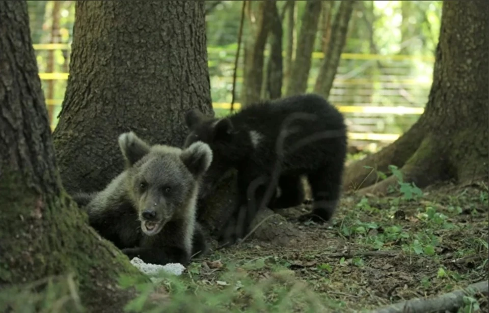 К концу лета медвежата будут весить около 25-35 кг Фото: orphan-bear.org