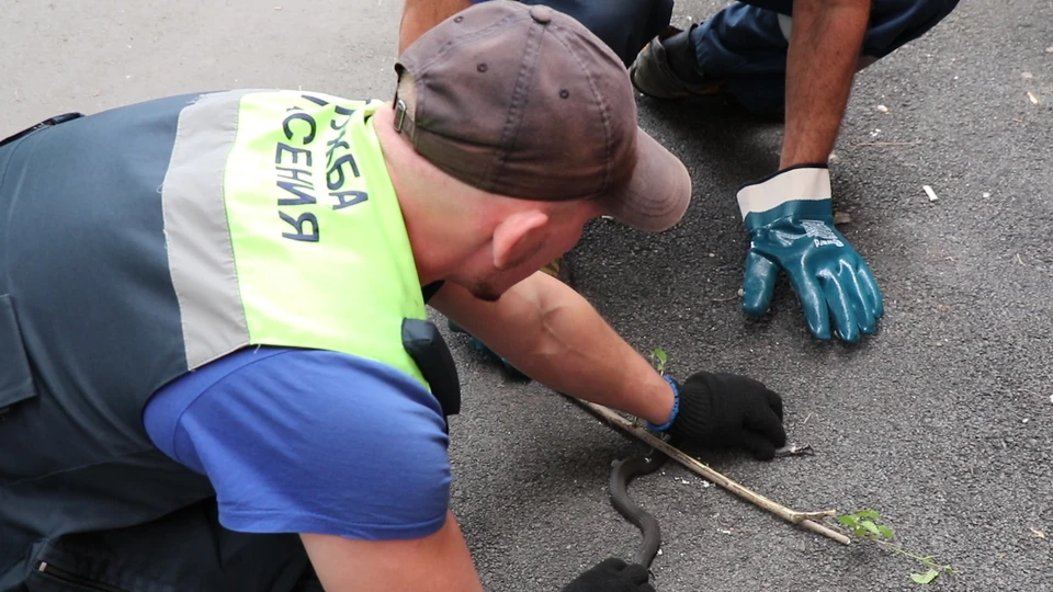 В Кемерове мужчина обнаружил змею во дворе жилого дома. Фото: Кемеровская службу спасения.