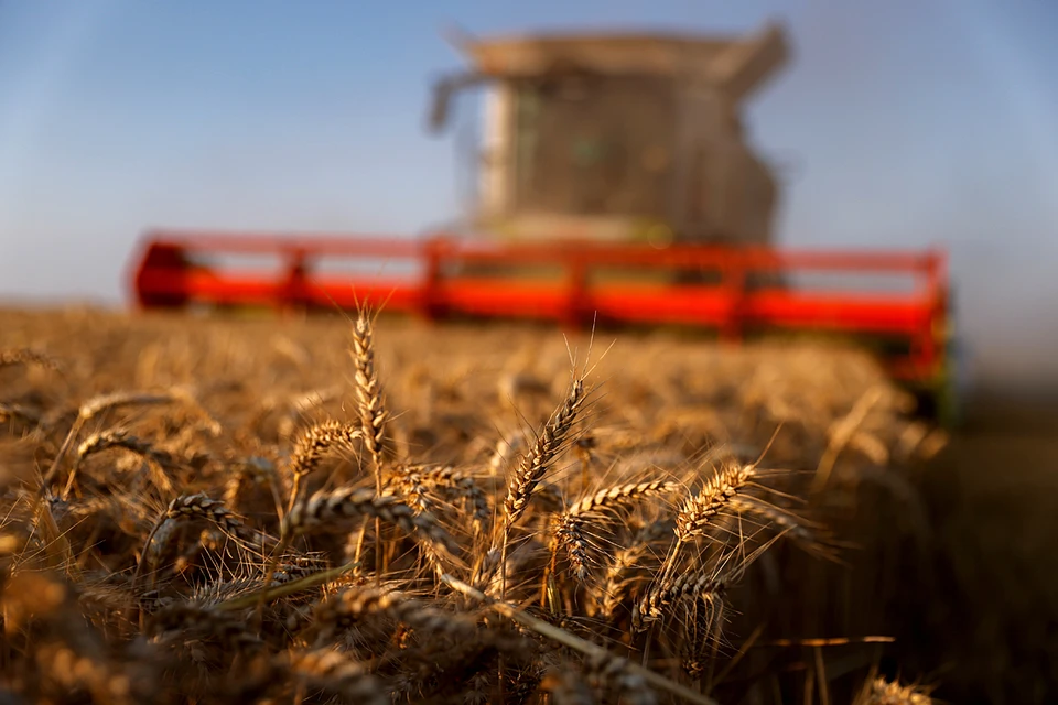 В Европе с урожаем пшеницы в этом году тоже не все, как хотелось бы. Виной всему – проливные дожди