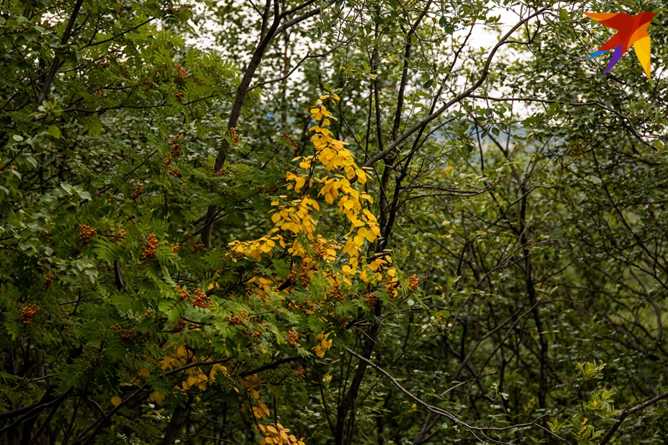 Еще одна примета смены времени года - в Мурманской области начал желтеть лес.