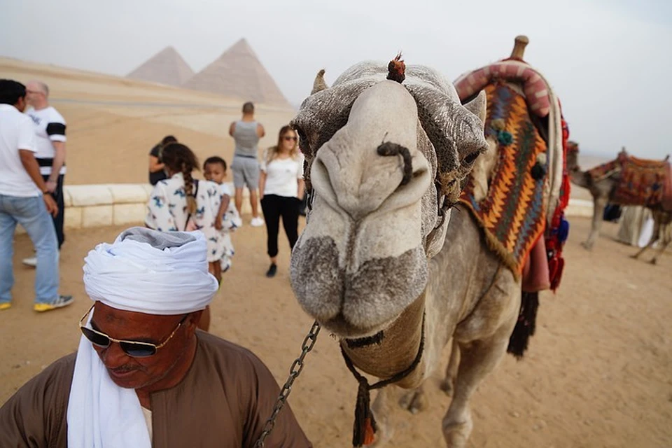 Почему он едет в египет. Лошадь Азур Кост видео с Дубаев. Стоимость тура в Египет из Челябинска.