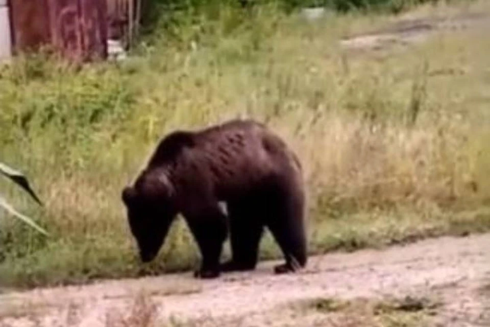 Трехлапого медведя-сладкоежку выловили в Братске после погрома на местной пасеке. Фото: питомник К-9