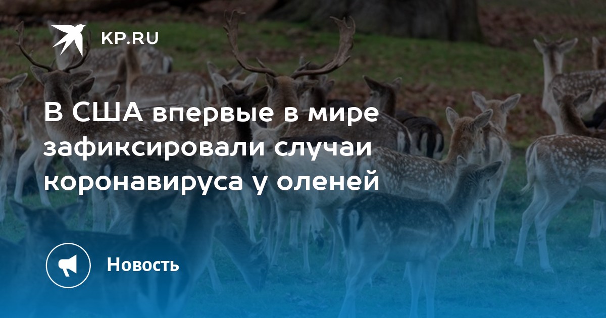 Сша зафиксировали случай превращения оленя в зомби. Защита от оленей в США на авто.