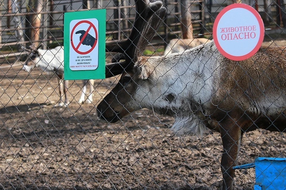 На Таймыре отменили режим ЧС, введенный из-за массовой гибели оленей