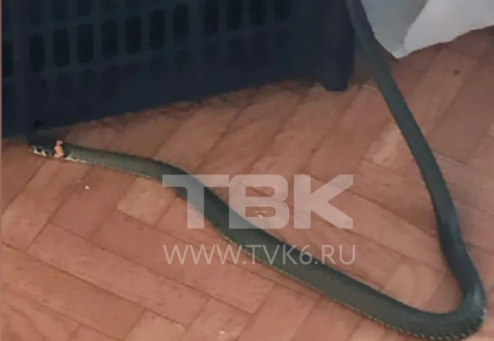 Фото: ТВК