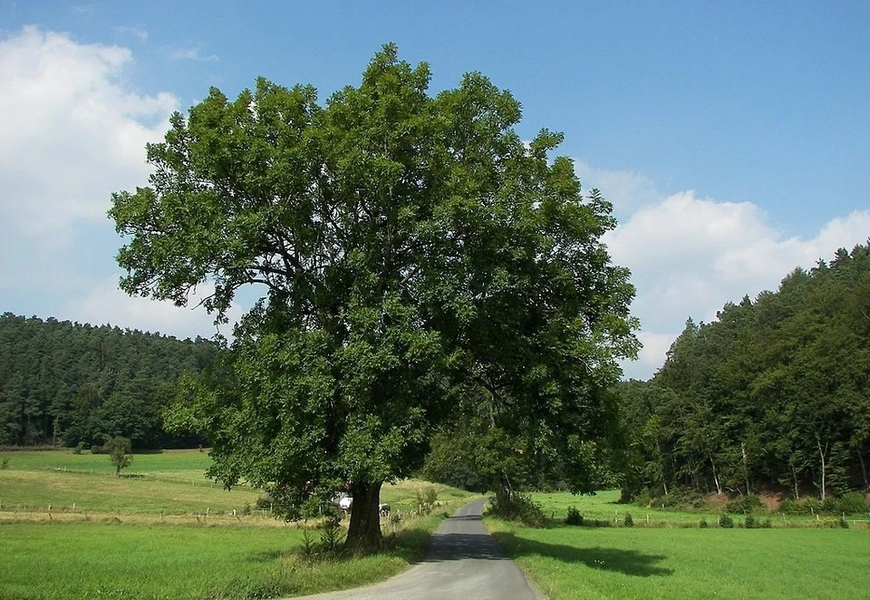 в одном из микрорайонов Евпатории высадят более тысячи новых деревьев. Фото:"Википедия"