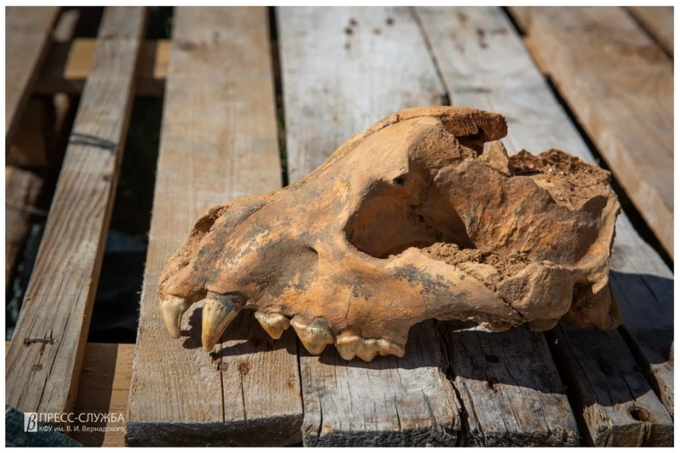 Череп ископаемой гигантской гиены пахикрокуты хорошо сохранился. Фото: пресс-служба КФУ