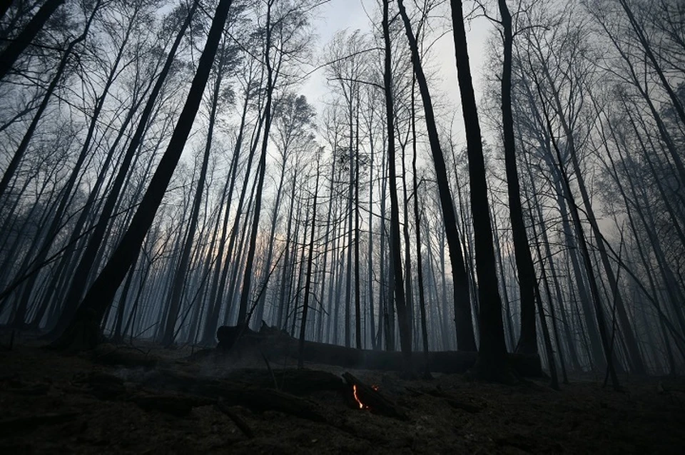 Уральцам нельзя разводить открытый огонь в лесах и на своих личных участках