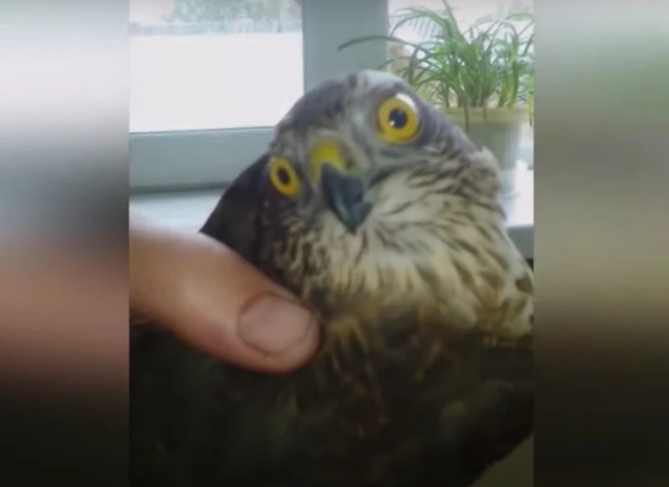 Фото: скриншот видео Илоны Артеевой