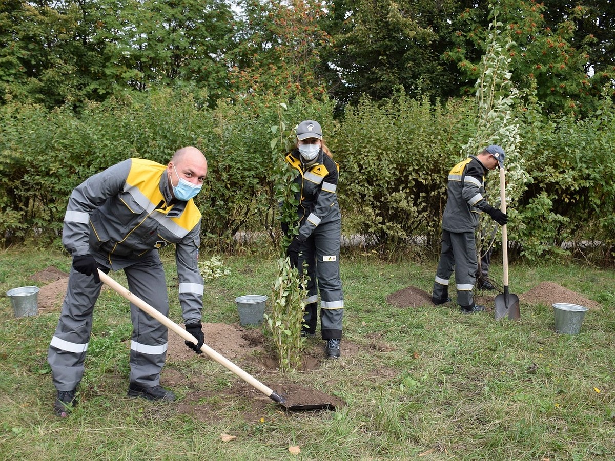 РНПК высадила сто деревьев в Дашково-Песочне - KP.RU