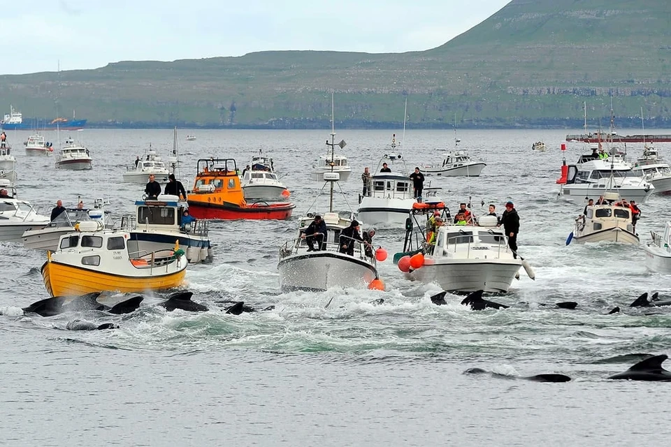 Жители Фарерских островов забили 1,5 тысячи дельфинов в честь праздника