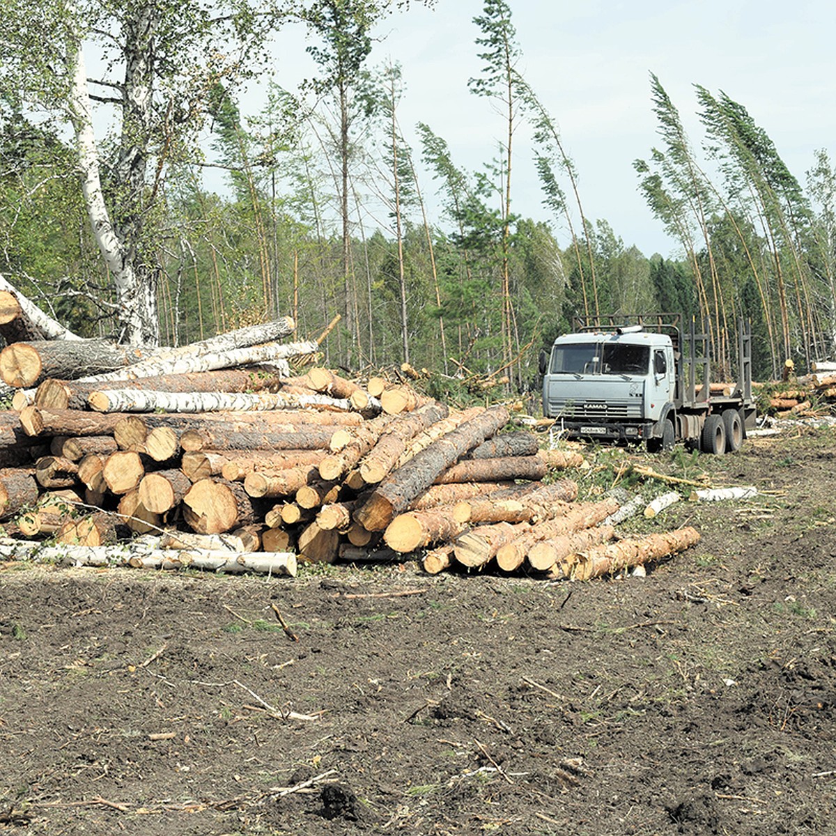 Лесозаготовки: не только рубить, но и высаживать - KP.RU