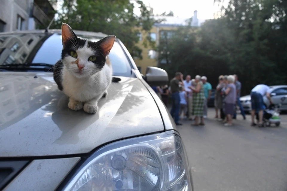 Котикам тоже интересно, как проходят общедомовые собрания