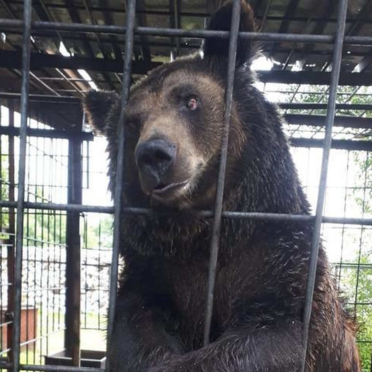 Страсти из-за медведицы Насти из кафе под Хабаровском разгорелись в  соцсетях - KP.RU