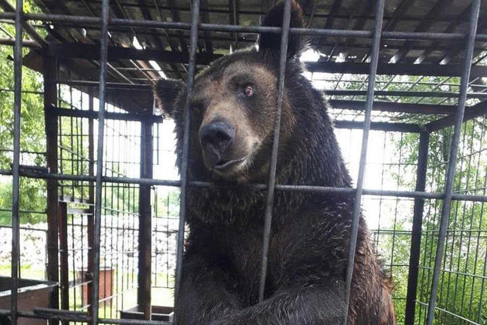Страсти из-за медведицы Насти из кафе под Хабаровском разгорелись в соцсетях. Фото предоставлено сотрудниками кафе