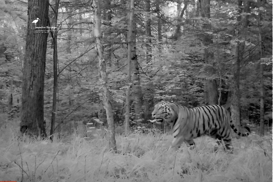 Последний раз тигры попадали в объектив фотоловушки в июле