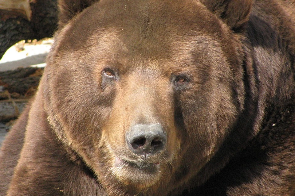 Боятся ли медведи огня, как действовать при встрече с шатуном и можно ли убегать? Советы от директора парка «Ергаки»