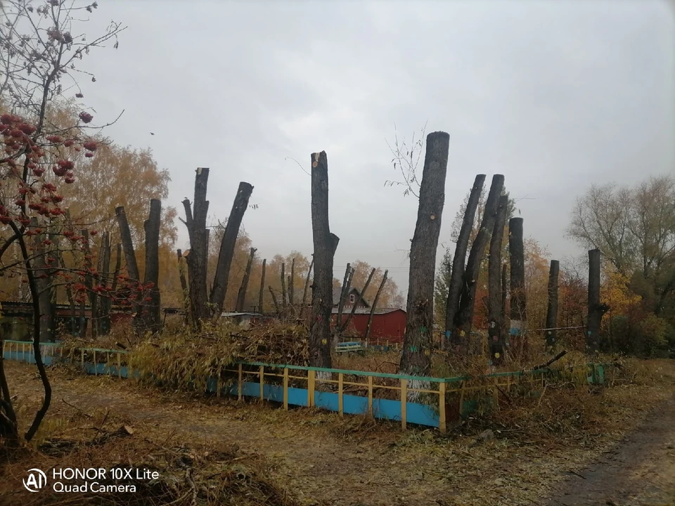 Деревья после кронирования действительно выглядят довольно невзрачно. Фото: «ЧП Омск»