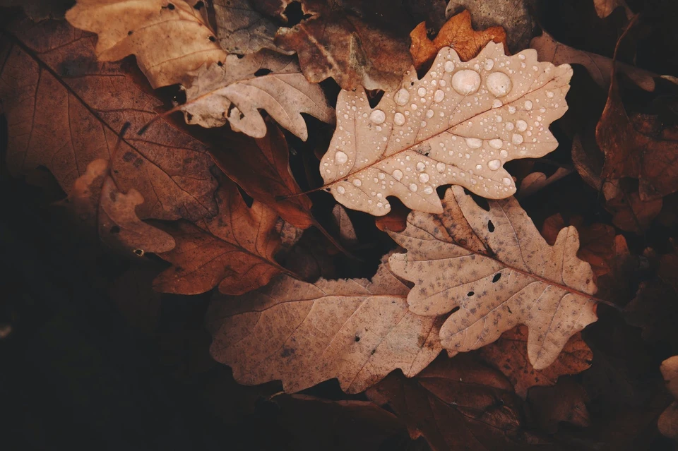 Фото: pexels
