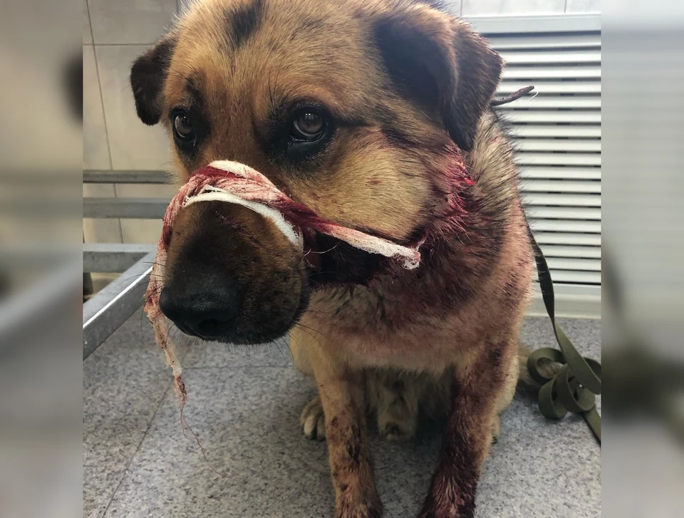 Раны у собаки кровоточили и болели. Фото: Instagram @olga_batenkova